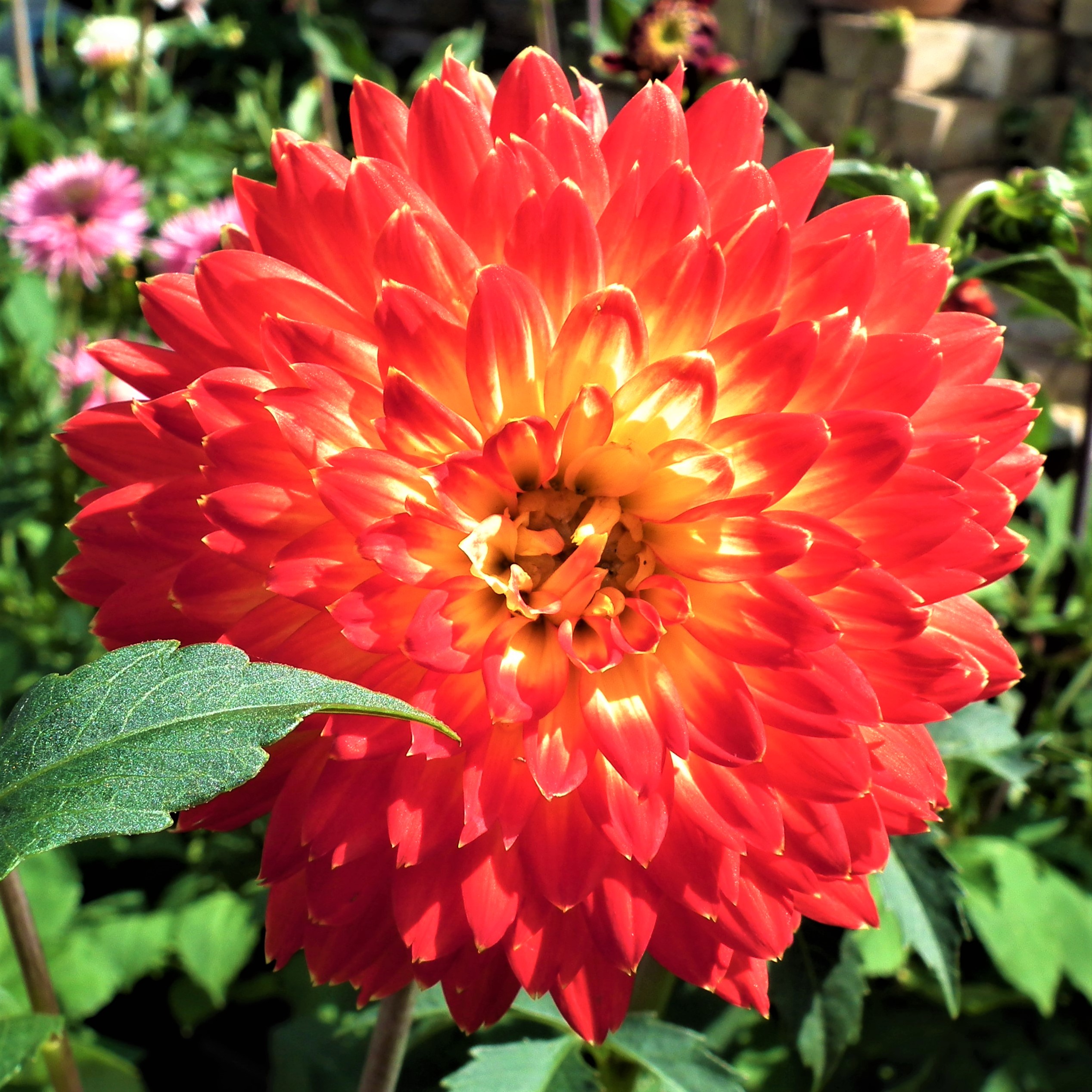 Dahlia Procyon